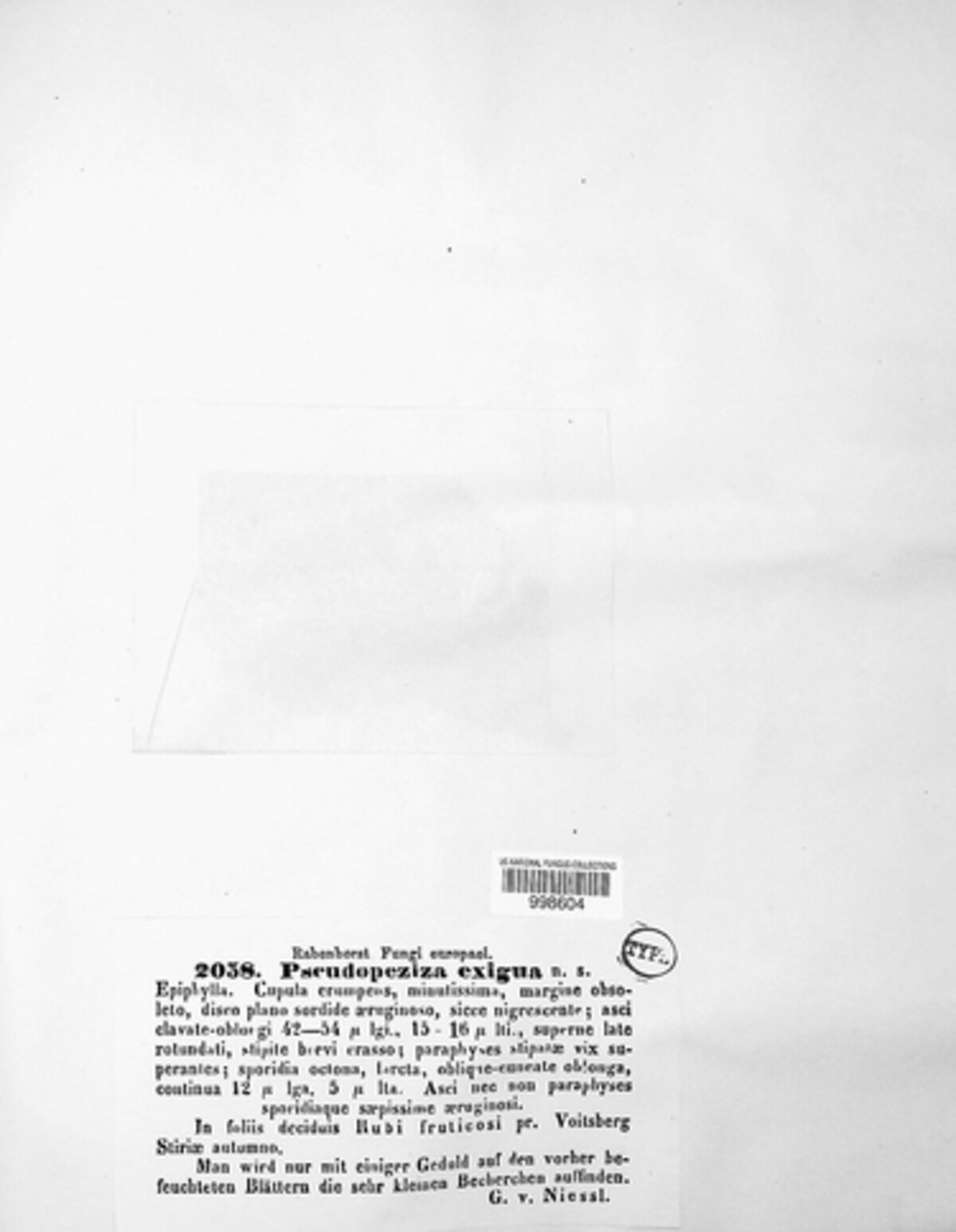 Pseudopeziza exigua image